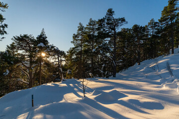 Winter Forrest