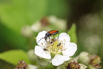 Closeup view of the red-brown longhorn beetle (Stictoleptura rubra) is sitting on the white bloom.