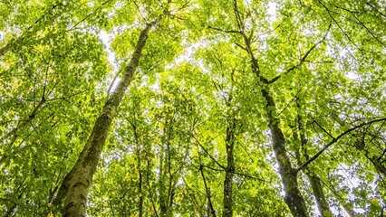 Low Angle Shot of Trees in the Forest