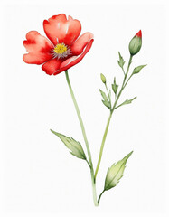 Obraz premium Single red wild flower on a white background, simple, watercolour, hand drawing