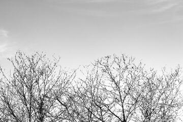 Obraz premium Deciduous trees. Isolated trees against sky background. Black and white nature forest photo idea concept. Graphic resources. Rural.