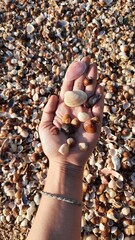 praia com conchinhas em itanhanhém, são paulo 