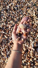 praia com conchinhas em itanhanhém, são paulo 