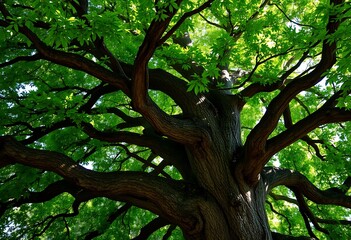 Obraz premium Majestic Oak Tree Lush Green Canopy Thick Branches Sunlight