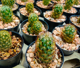 The photo capturing a single green banyan leaf in a lined pot evokes a sense of simplicity and a connection to the resilience of nature's individual elements.