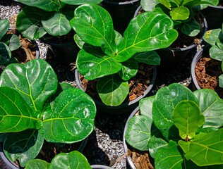 The photo capturing a single green banyan leaf in a lined pot evokes a sense of simplicity and a connection to the resilience of nature's individual elements.
