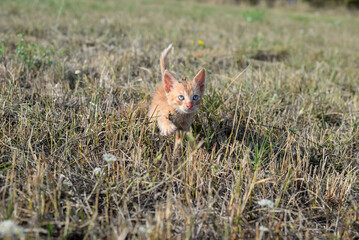Small, abandoned yellow kitten making its way through the grass, heading towards the camera