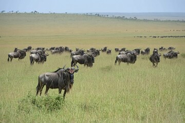 Herd of Wildebeests Grazing in the Serengeti Plains Under Clear Blue Sky Captured During the Migration Season in Africa's Iconic Wildlife Sanctuary