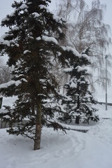 A calm winter day, a beautiful landscape of the embankment of the city of Dnepropetrovsk, Dnipro. Large fluffy green fir trees strewn with white snow.