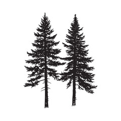 Fototapeta premium pines tree