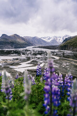 Close-up of vibrant lupine flowers with Svinafellsjokull Glacier in the background, South Iceland