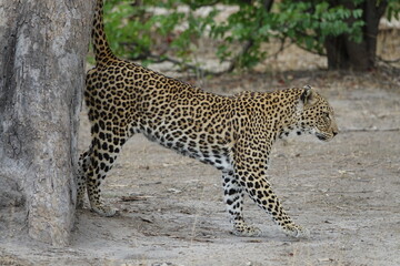 Female Leopard strolling through Khwai Region in Okavango Delta