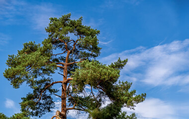 Majestic pine tree against blue summer sky. Ancient pine tree with twisted branches on sunny day