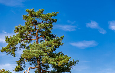 Towering pine tree crown with wispy clouds. Evergreen pine tree silhouette on clear sky background