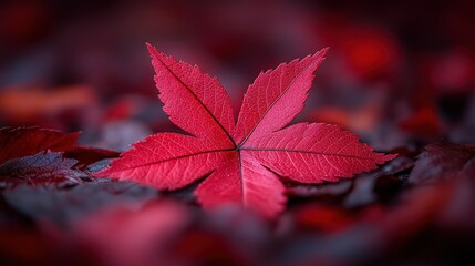 Crimson Maple Leaf in Autumn's Embrace: A Macro Photography Masterpiece