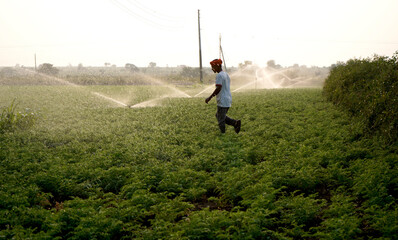 Indian farmer working in green chickpea garden