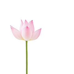 A stunning pink lotus flower stands gracefully against a black background., isolated on a transparent background.