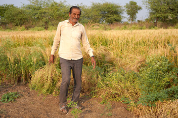 Happy Indian farmer in his chickpea field.