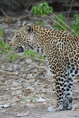 Female Leopard strolling through Khwai Region in Okavango Delta
