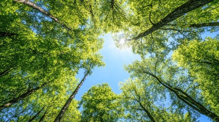 Fototapeta premium Sunlight filters through lush green leaves, creating a peaceful atmosphere in a dense forest during the bright afternoon