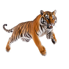 Obraz premium Big tiger jumping isolated on white