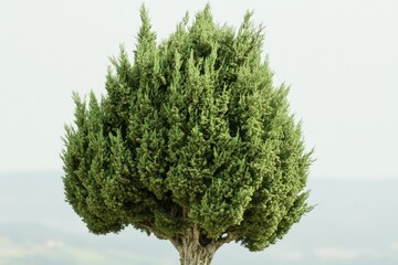 Fototapeta premium A single tree standing alone in a wide open field, perfect for use as a symbol or metaphor in various contexts