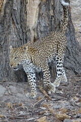 Female Leopard strolling through Khwai Region in Okavango Delta