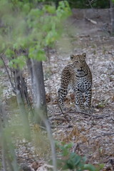 Female Leopard strolling through Khwai Region in Okavango Delta