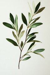 Leafy olive tree branch with green leaves and a brown stem. The branch is long and slender, and the leaves are arranged in a way that creates a sense of movement and growth
