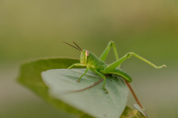 grasshopper on a green leaf