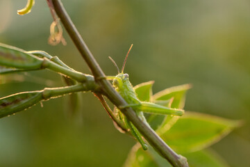 grasshopper on a branch