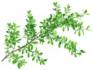 Obraz premium A vibrant, detailed illustration of a lush green branch with leaves and buds.
