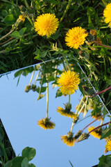 Dandelion yellow flowers with sky mirror reflection still life. Summer floral concept composition. Copy space