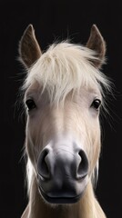 Obraz premium Portrait of horse posing on black background