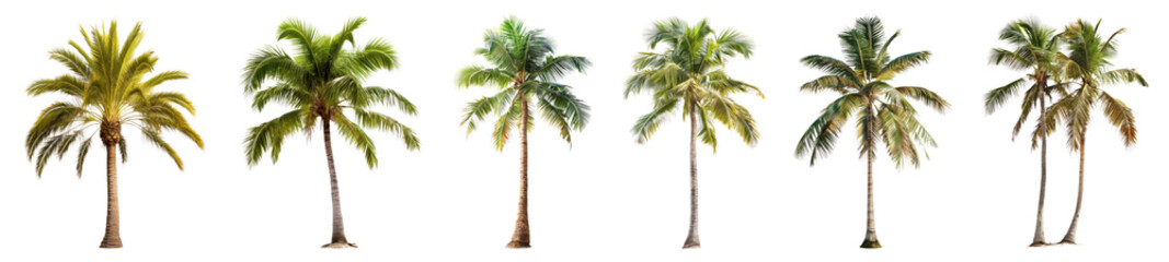 Coconut tree tropical plant png cut out element set, transparent background