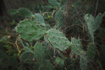 Fototapeta premium Opuntia littoralis (Coast prickly pear) , A very common cactus at low elevations near the coast. Sharp thorn cactus 