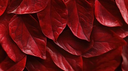 A detailed shot of a red plant with abundant foliage