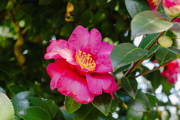 Fototapeta premium 赤い椿の花20