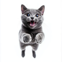 gray fluffy british cat jumping on white background