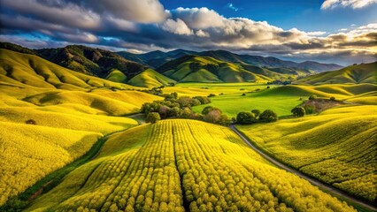 Drone captures Danville's vibrant winter wild mustard bloom, a breathtaking aerial spectacle after the rains.