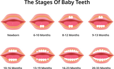 The Stages of Baby Teeth Design Vector Illustration