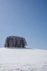 雪の丘とカラマツ林と青空
