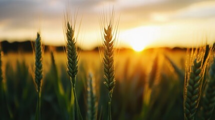 Naklejka premium National Grain Free Day Golden wheat field at sunset with warm sunlight and vibrant skies