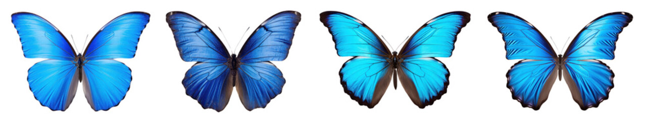 Obraz premium Vintage blue butterfly animal png cut out element set, transparent background