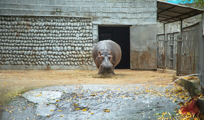 Beautiful lonely hippopotamus in the zoo.