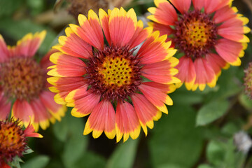 Looking into the Center of a Gaillardia Flower