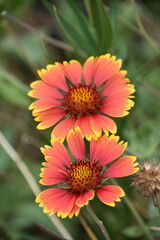 Pretty Red and Yellow Gaillardia Flower Blooming