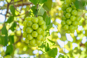 Green grape on a branch over green natural garden Blur background, Bunch of Shine Muscat Grape with leaves in blur background.