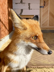 portrait of a domesticated fox in an enclosure