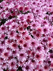 Obraz premium Pink chrysanthemum flowers as a background. Top view.